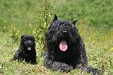 BOUVIER DES FLANDRES 485
